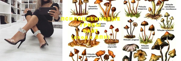 стаф Богородск