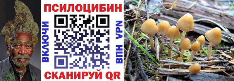 Псилоцибиновые грибы Psilocybe  Купить  Дорогобуж 